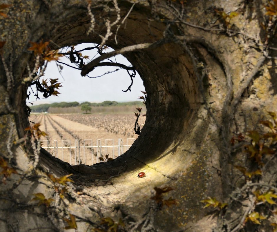 Ribera Del Duero tweet media