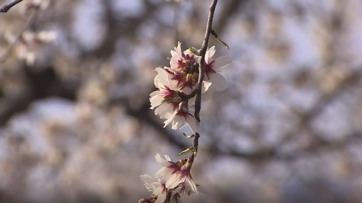 RTVELaRioja's tweet photo. 🌺 Los almendros ya florecen en el Valle del CIdacos

➡️ Una de las especies arbóreas más tempranas ya está en floración

➡️ Hablamos del almendro, que ha cambiado totalmente el color del paisaje del valle del Cidacos

https://t.co/lqHKBTIzVd https://t.co/6pizJDF5LC