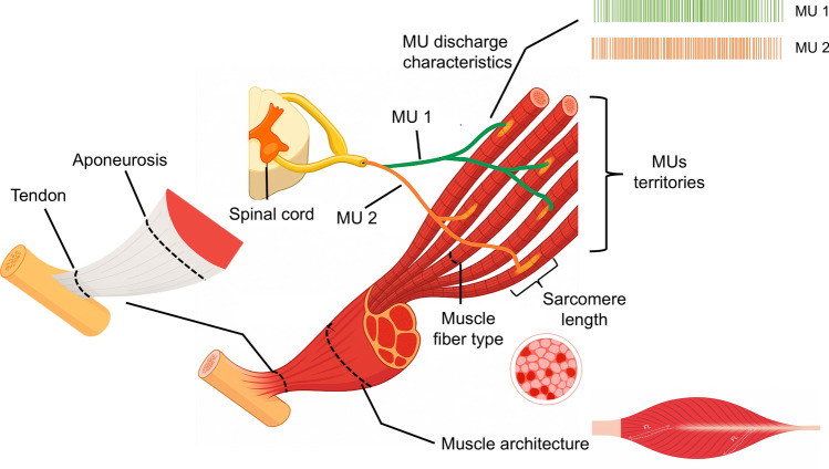 Physio Explored tweet media