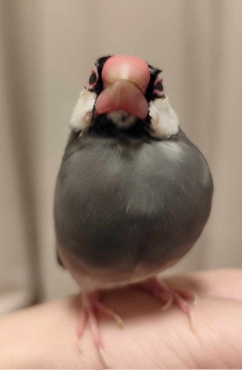 米麦のおひな時代
麦は今月末で10歳になるねぇ

#文鳥のひなまつり