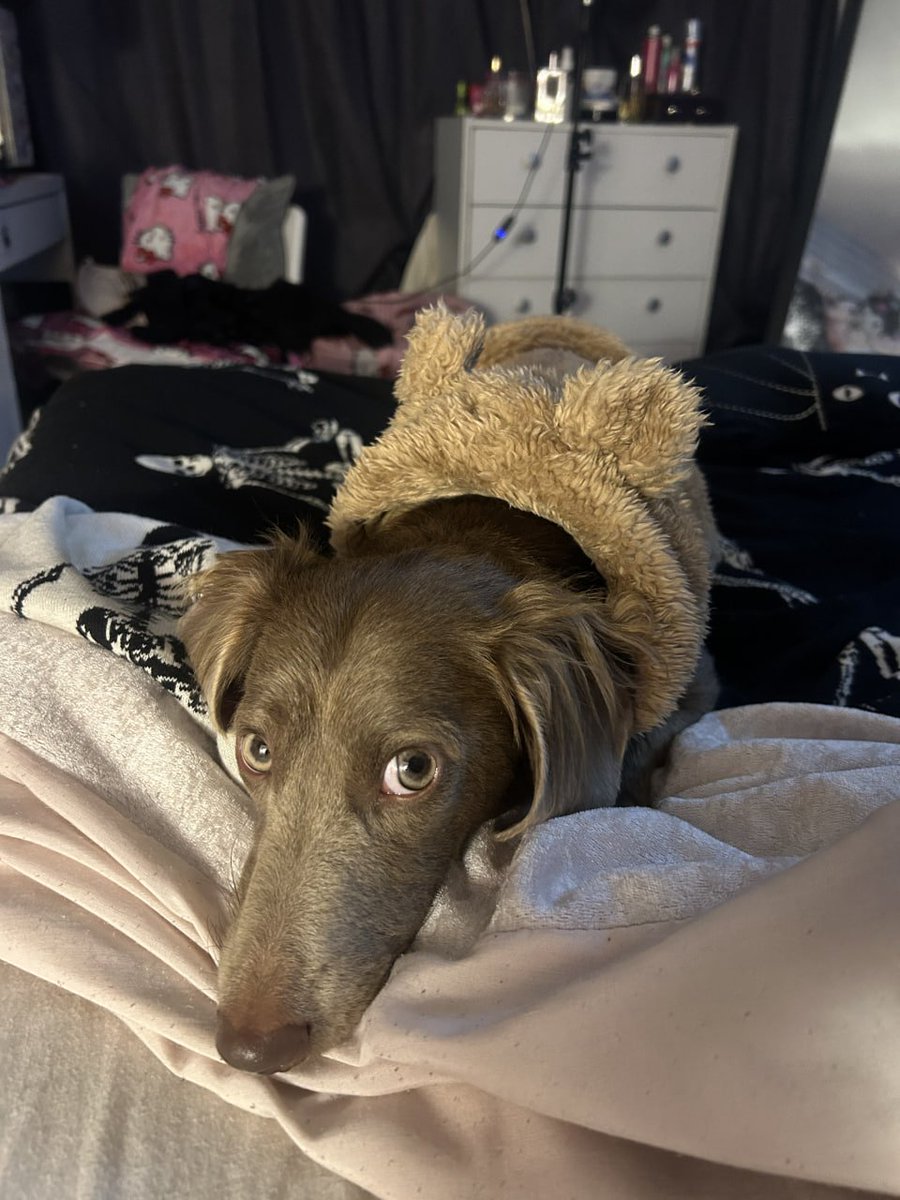 babilucyx's tweet photo. we dont deserve dogs https://t.co/XA1txTdLja