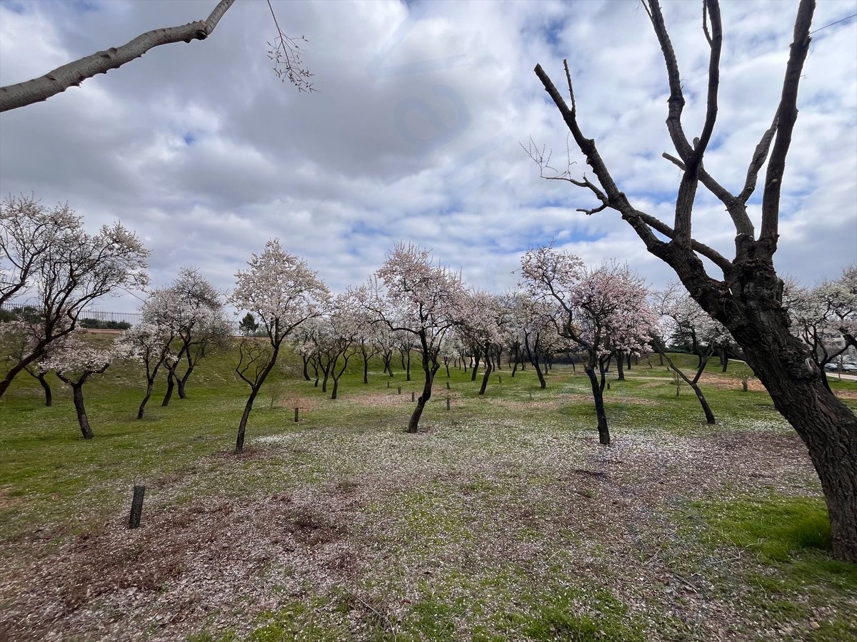 Living in Valdebebas tweet media