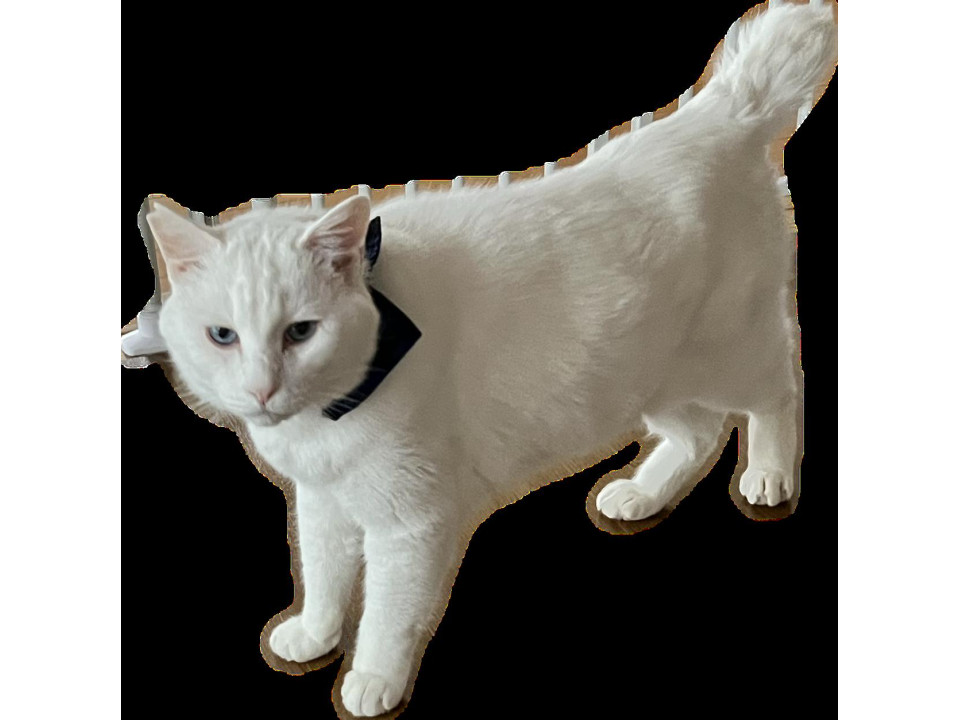 青い目の大きな子ー白猫去勢済 福島県 ♂ 生後3才6ヶ月 の