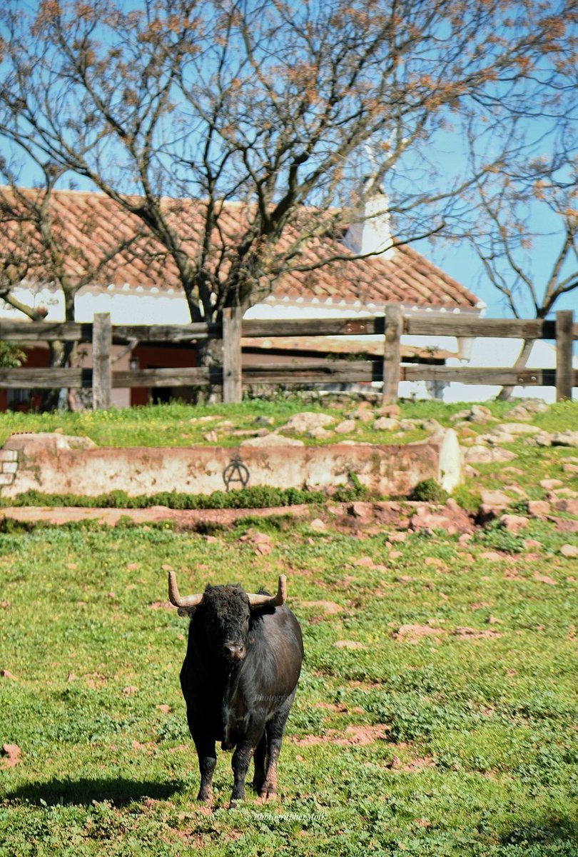 El Mòli tweet media