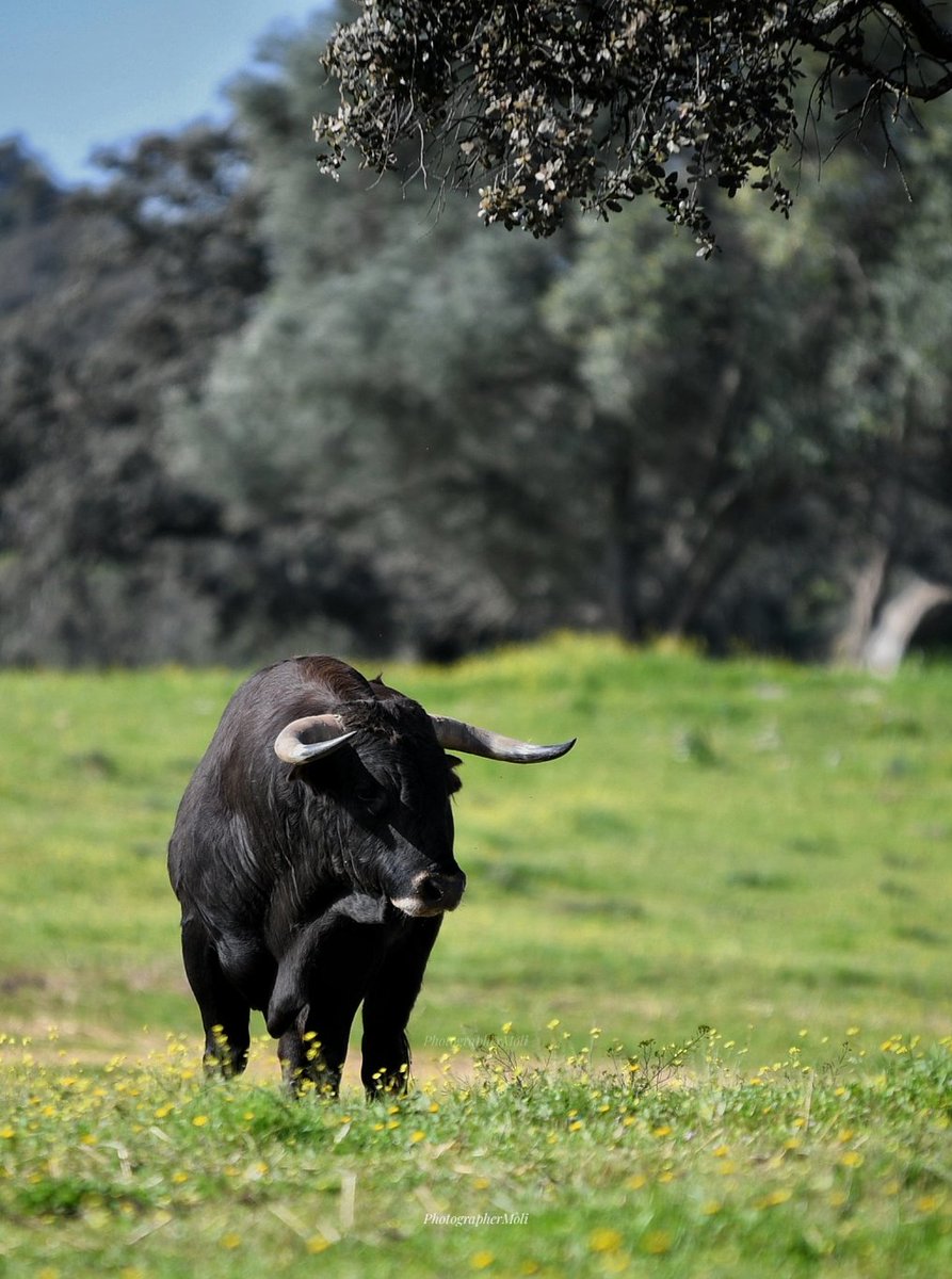 El Mòli tweet media