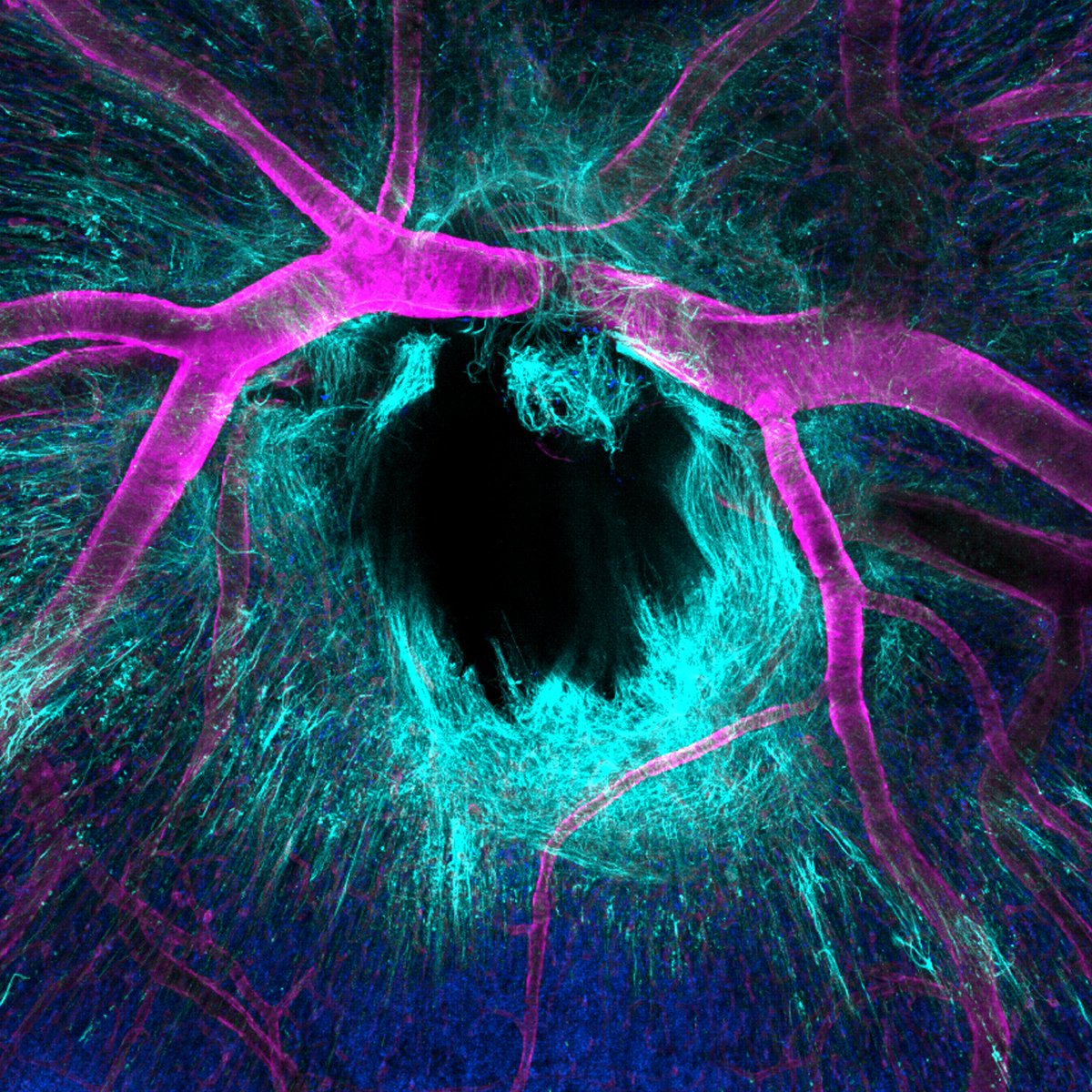 ibidi GmbH tweet media