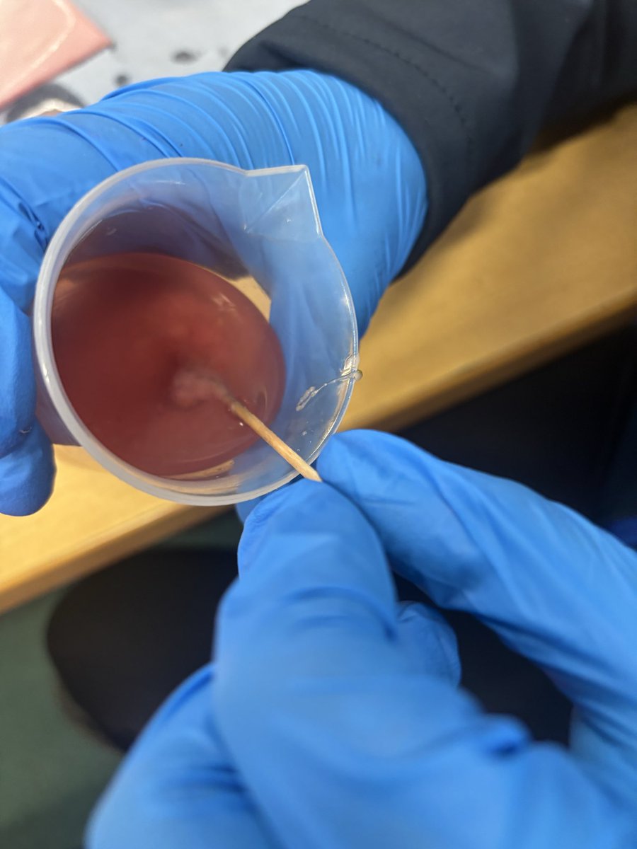 Whitchurch1's tweet image. Year 6 have completed their topic of Evolution and Inheritance, finishing off with extracting DNA from fruit.  #wpsscience