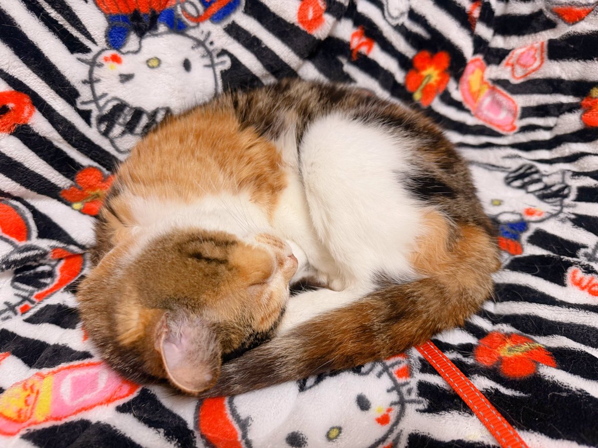 Post by あめちゃん🐱 on X: 🐱