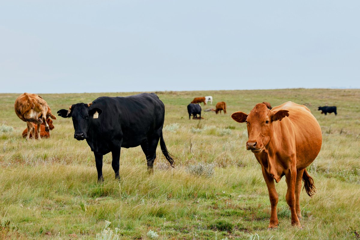 Sakeliga tweet media