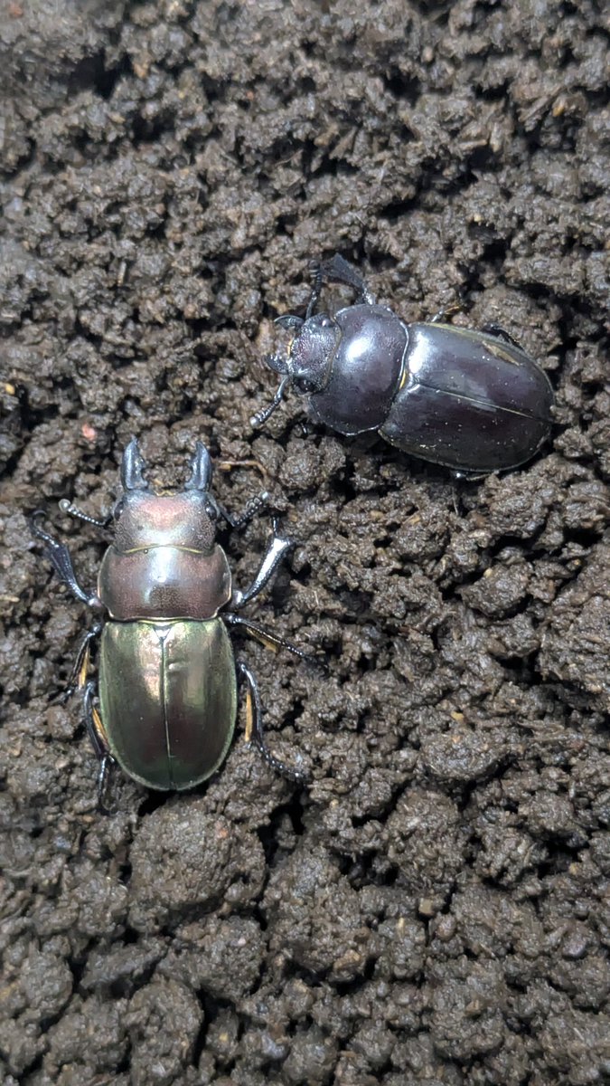 カブ太郎クワ次郎 (@1978insectkbkw) / Posts / X