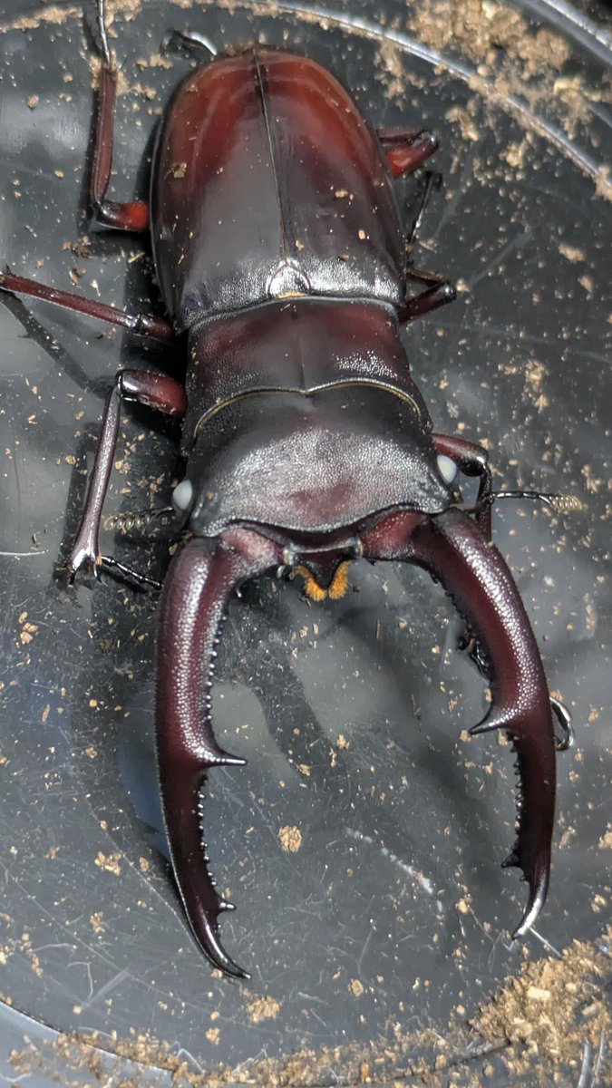 カブ太郎クワ次郎 (@1978insectkbkw) / Posts / X