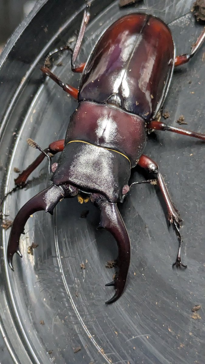 カブ太郎クワ次郎 (@1978insectkbkw) / Posts / X