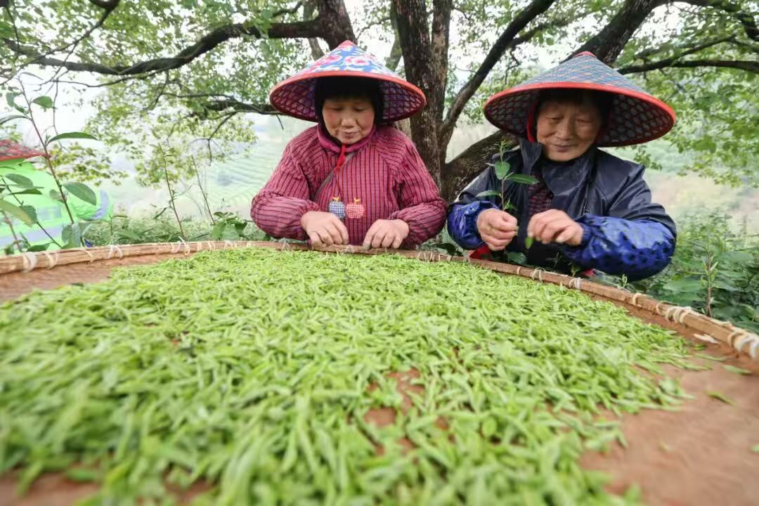 Huzhou Spring Tea harvest begins March 10! Tender, vibrant green buds yield liquor that's bright, fragrant &amp; sweet—capturing Zhejiang green tea's essence of "tender, fresh, sweet." Pioneering "One County, One Brand" with digital smart farming &amp; ecological innovation.#HuzhouTea