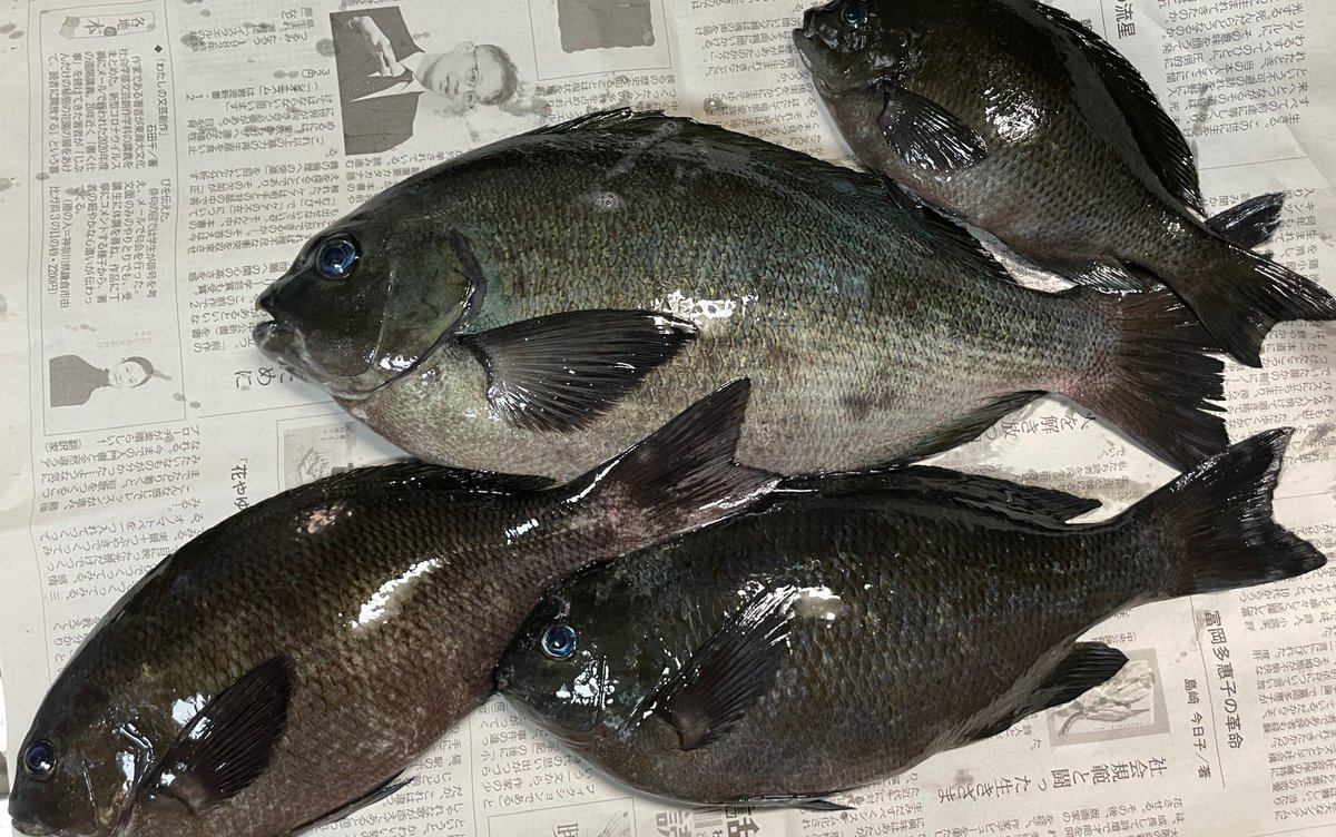 西 高一郎/Koichiro Nishi📪悔しいがバク転修行諦め気味 tweet media