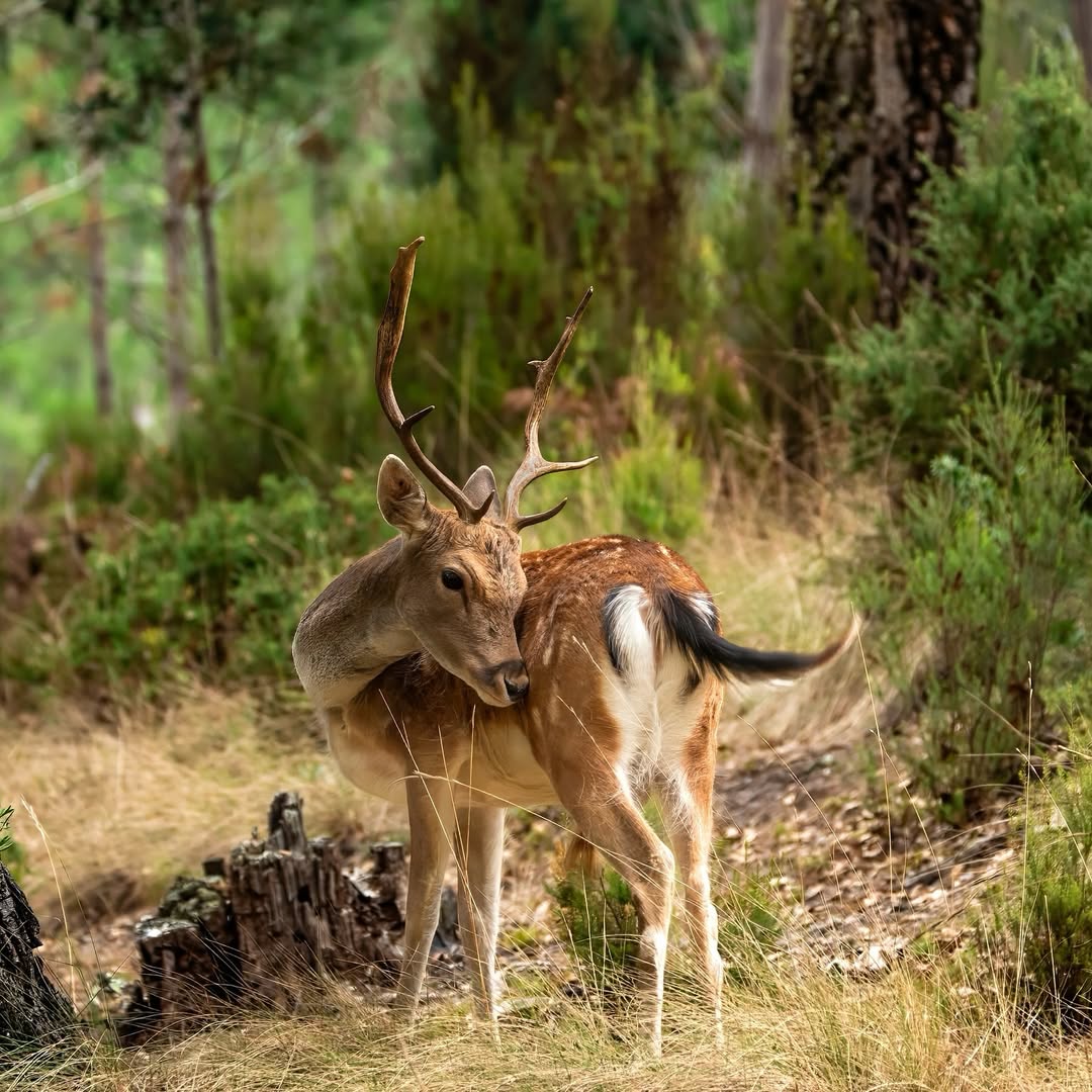 VisitLisboa tweet media