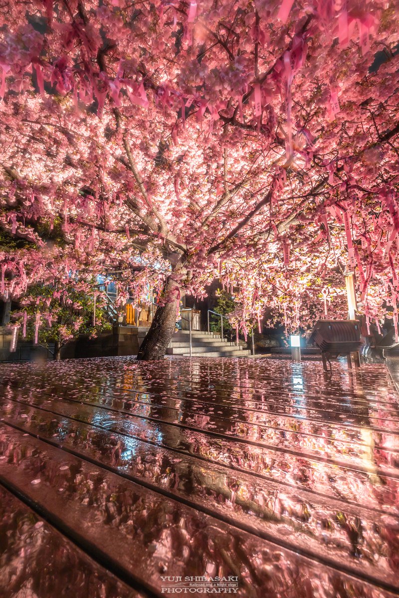 河津桜の満開美しさがXで広がる