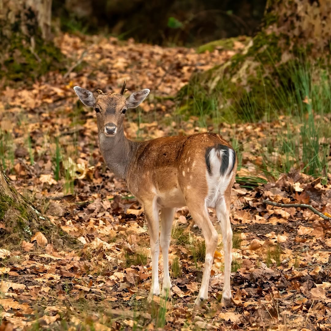 VisitLisboa tweet media