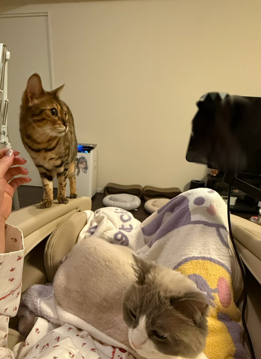 P丸様。🐣🍳 (@p_ma_ru) / Posts / X