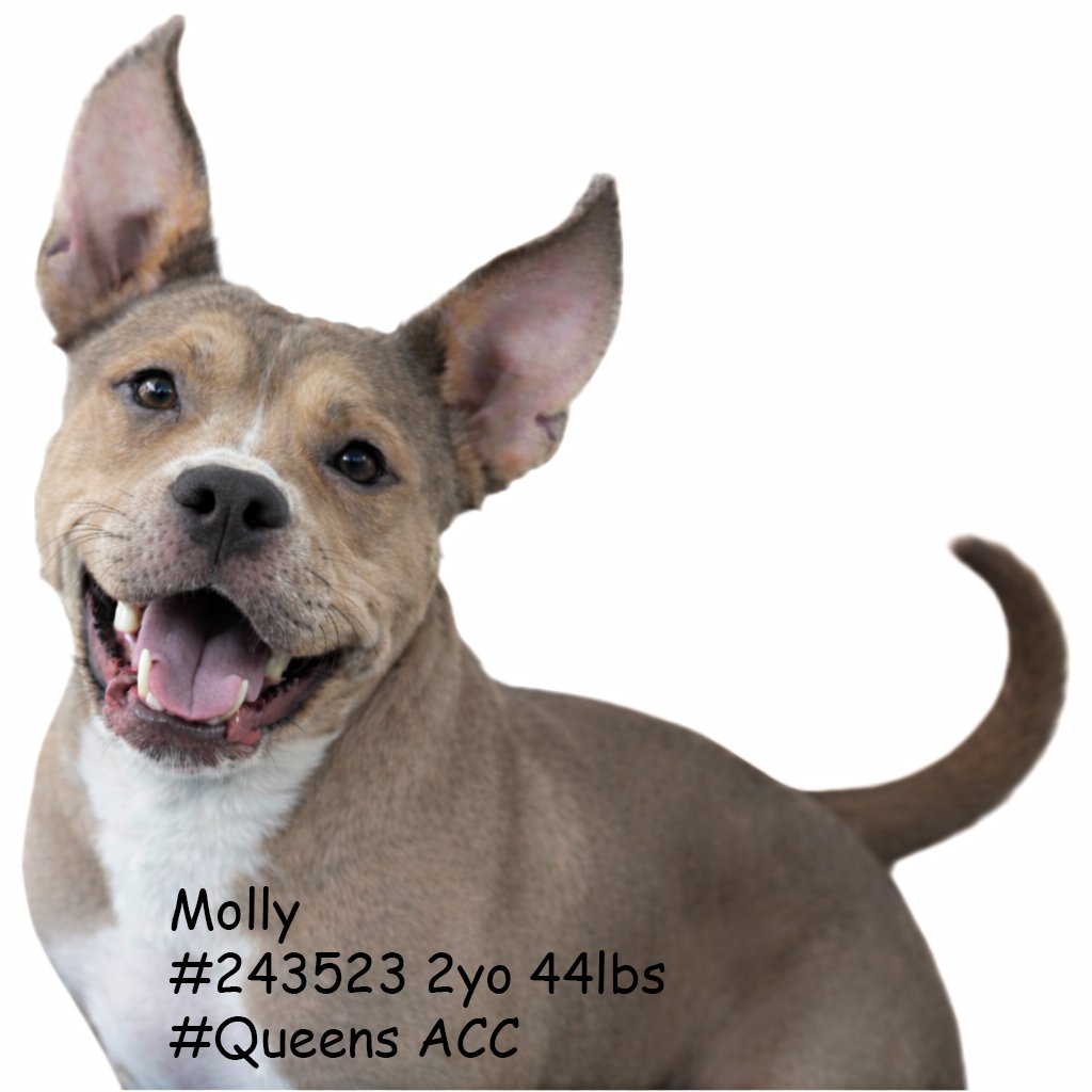 MSC1111's tweet photo. @MyBoxerLuvMac1 🚨 Please Save Molly #243523 2yo 44lbs 
Thou shalt not kill. Killing is not the answer. Her fear is treatable. Her death is not.
#NewHopePartners #PledgeToSave #SaveALife #UrgentDog #AtRisk #DeadlineDog #AdoptMe #RescueDog  #FosterNeeded #UrgentRescue https://t.co/l0qSoKl3Hl