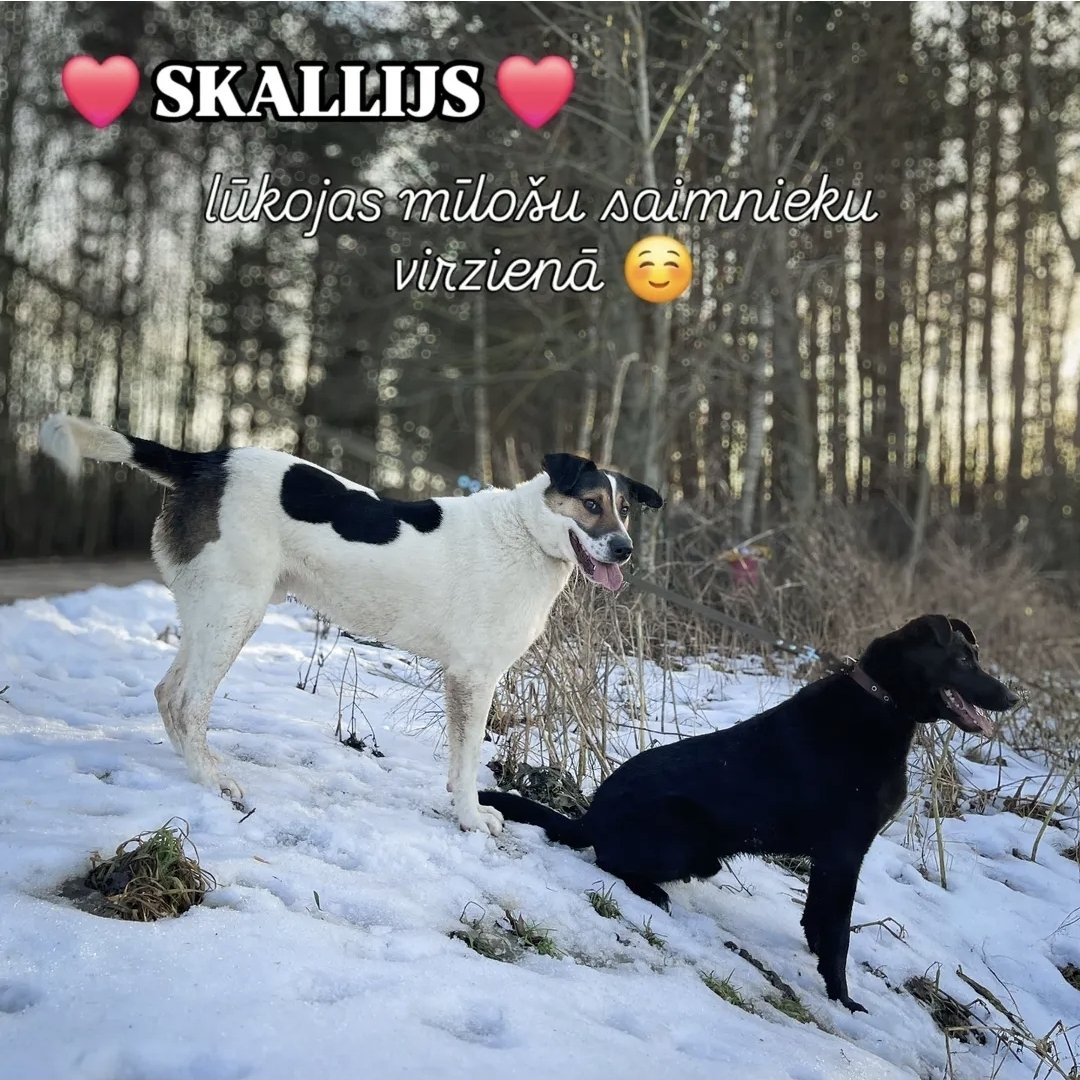 DzAB ''Ķepu-ķepā'' tweet media