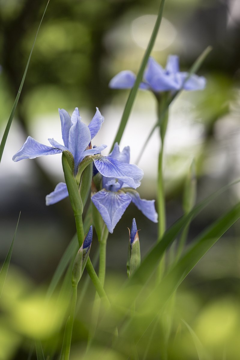garden_aspire's tweet photo. Siberian Iris (Iris sibirica) in its quiet spring elegance.
Slender stems. Silken blue petals. Effortless poise among fresh green blades.
A reminder that the garden doesnโt shout โ it simply shows up, beautifully.
#tuesdayblues #FlowerPhotography https://t.co/G1sGp56EAG