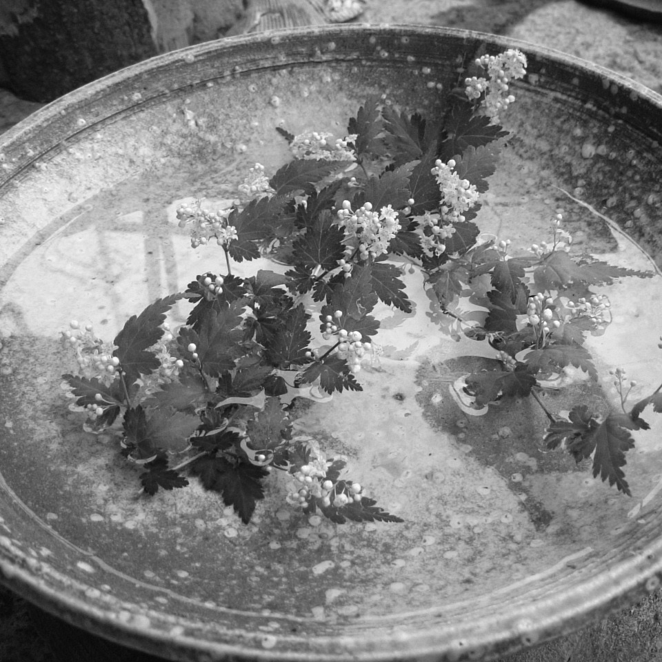 二百五十一）3/3
味わいは　時を経てから　みつるもの　
知りつつあるも　よきはあらたま
#狂歌 
#ノ弥尽音