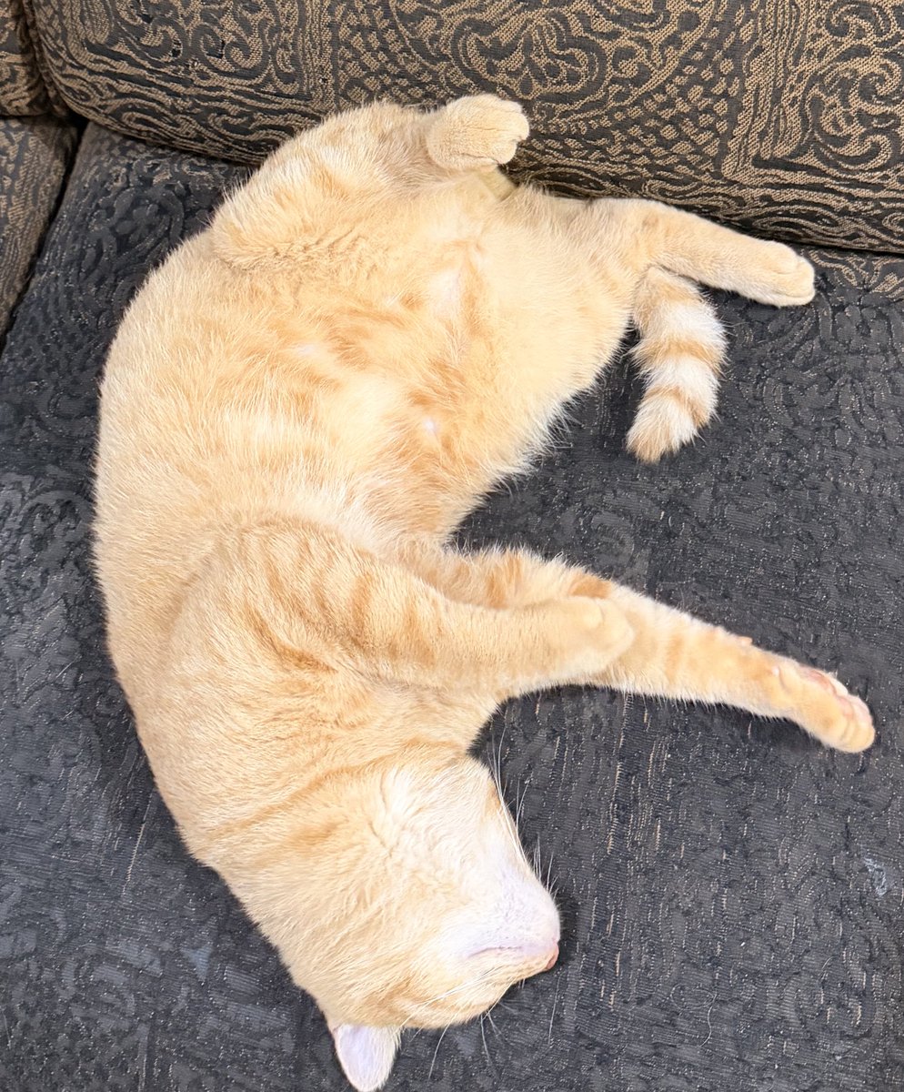 Milo🐥 Uno🦖 tweet media