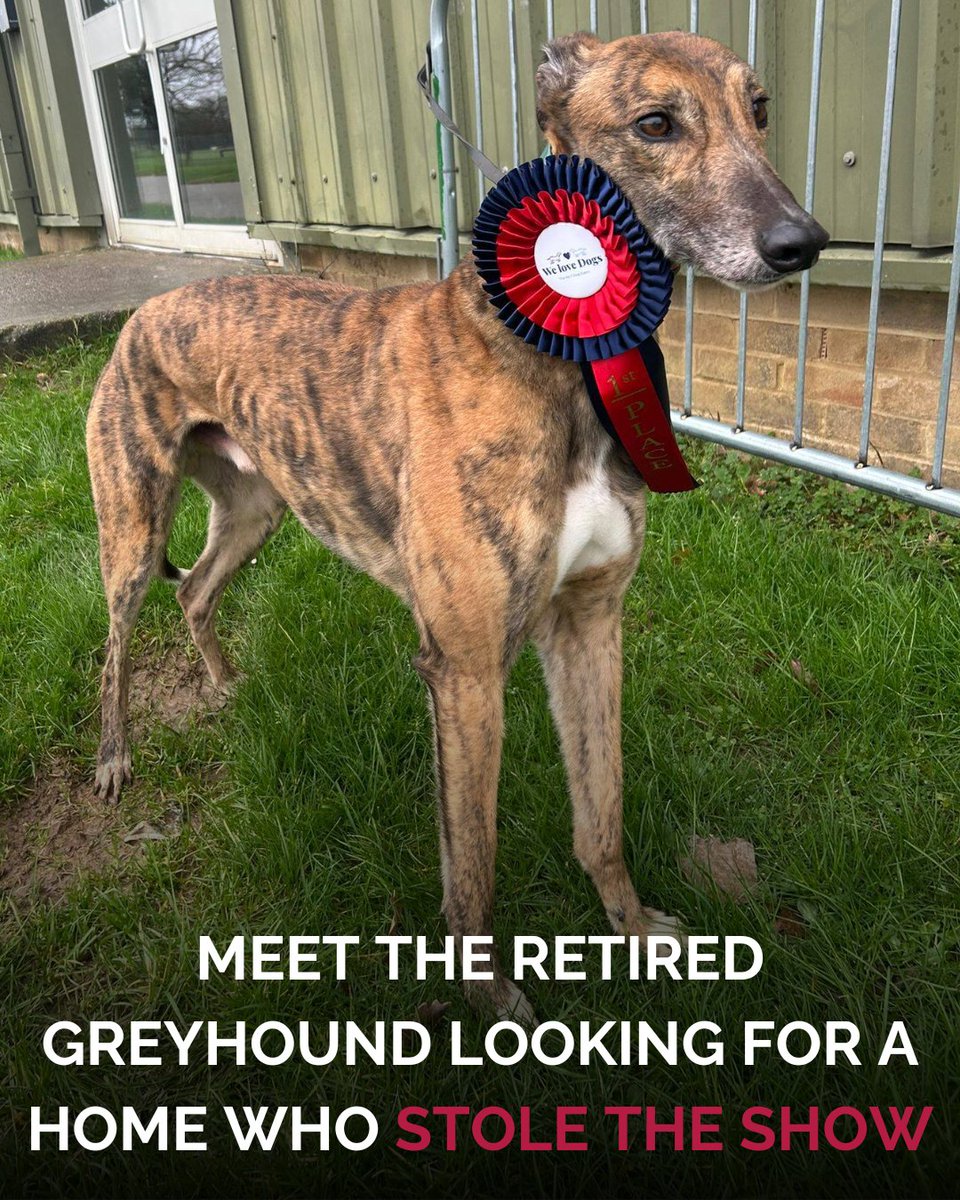 Central Park Stadium tweet media