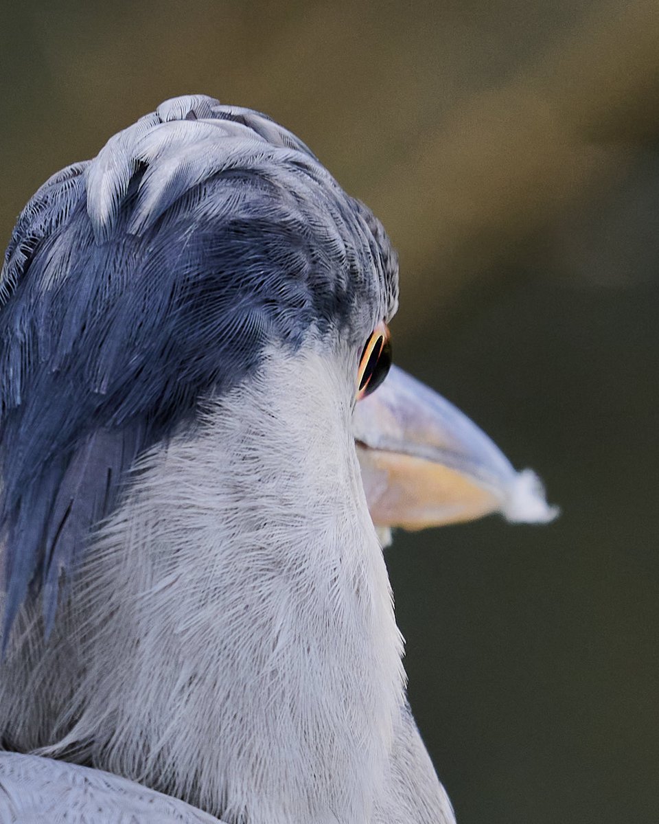 paul hayes tweet media