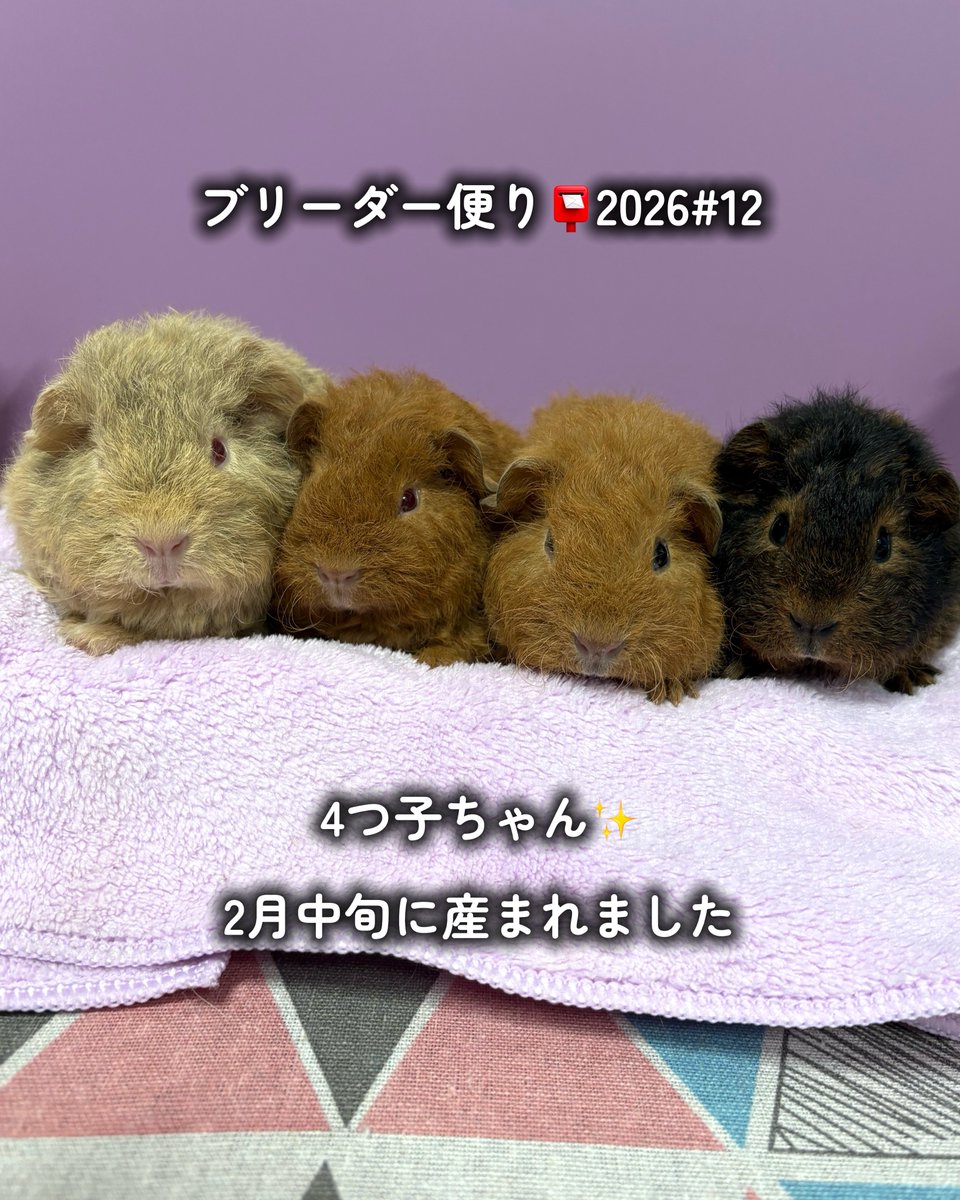 Pets&Humans_Support tweet media
