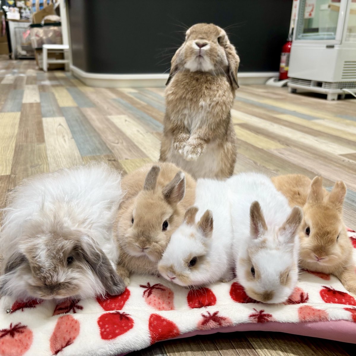 今日はひな祭り🌸 女の子集合ー！💨 #うさぎ #うさぎのしっぽ #南町田