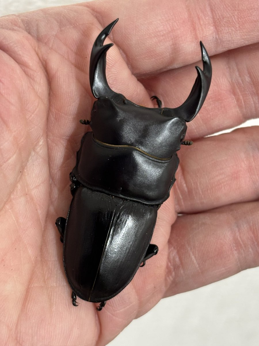 オオクワガタ販売・オオクワフィールド (@ookuwafield) / Posts / X