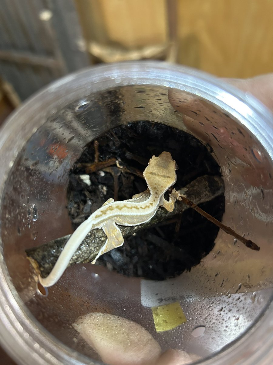 レオパの尋屋 じんぺー tweet media