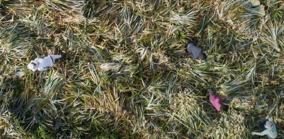 greenprophet tweet media