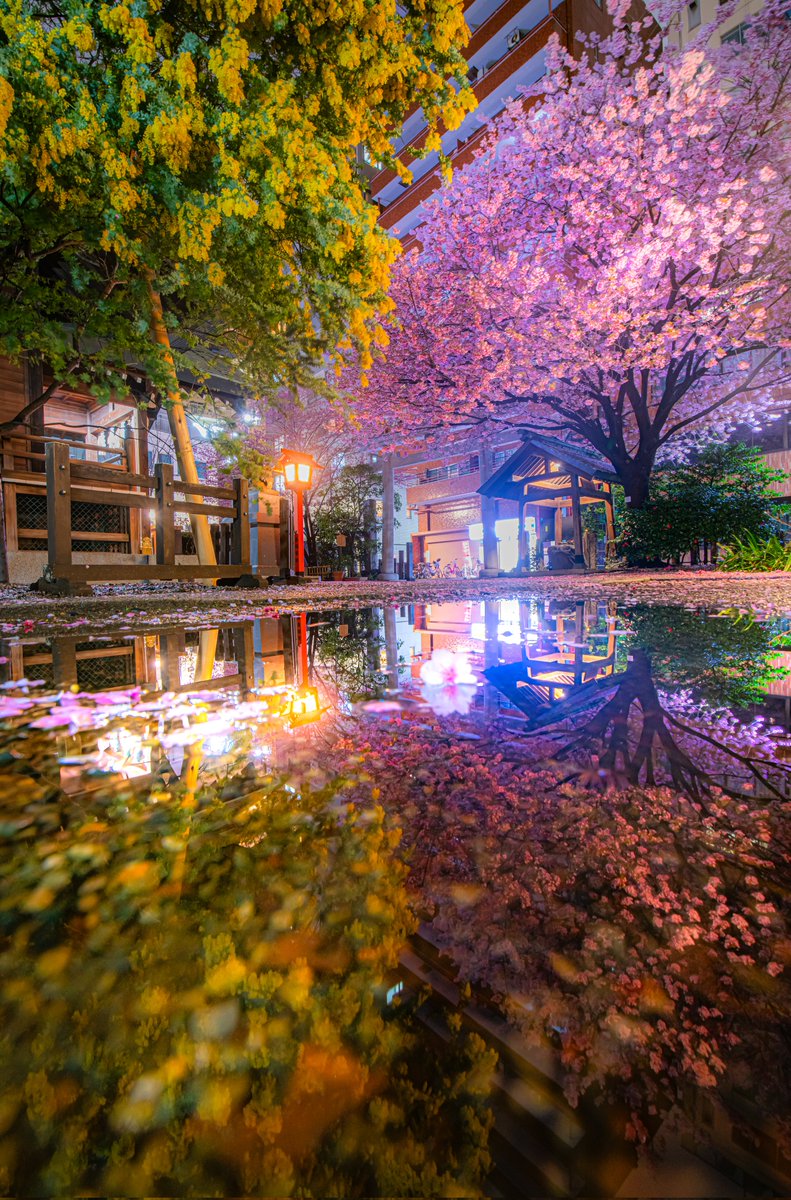 ハスカップ07 tweet media