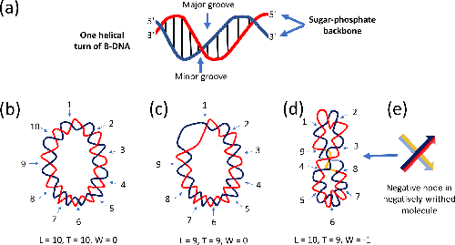 MicrobioSoc's tweet photo. Bacterial DNA supercoiling. Published in Microbiology as part of the Microbial Primers collection: https://t.co/5LkbAKuey7 
#MicrobioJ https://t.co/M1igvF4Tde