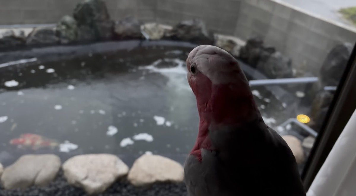 鼓太郎 (@kotakotaurotako) / Posts / X