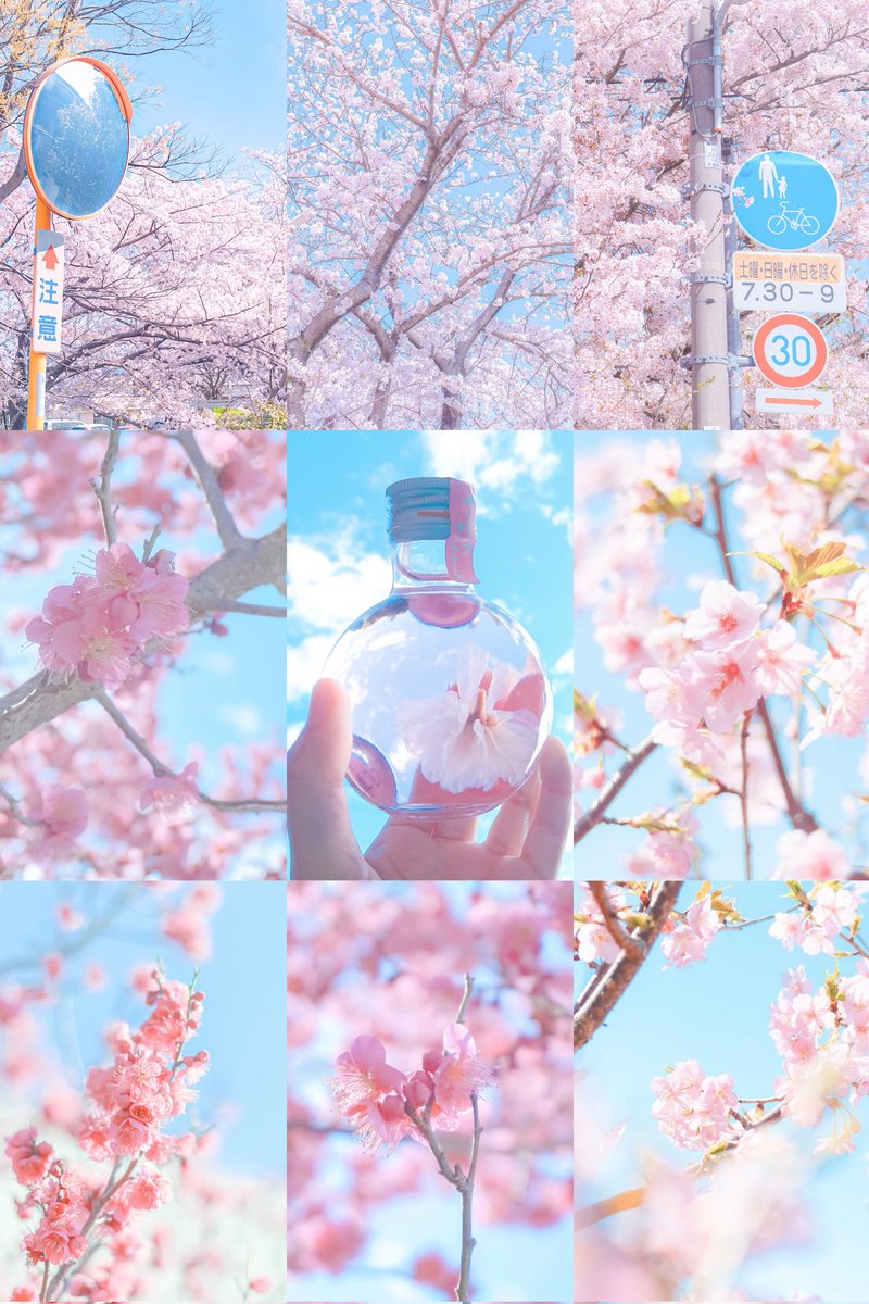 春に咲いた花が恋をした。