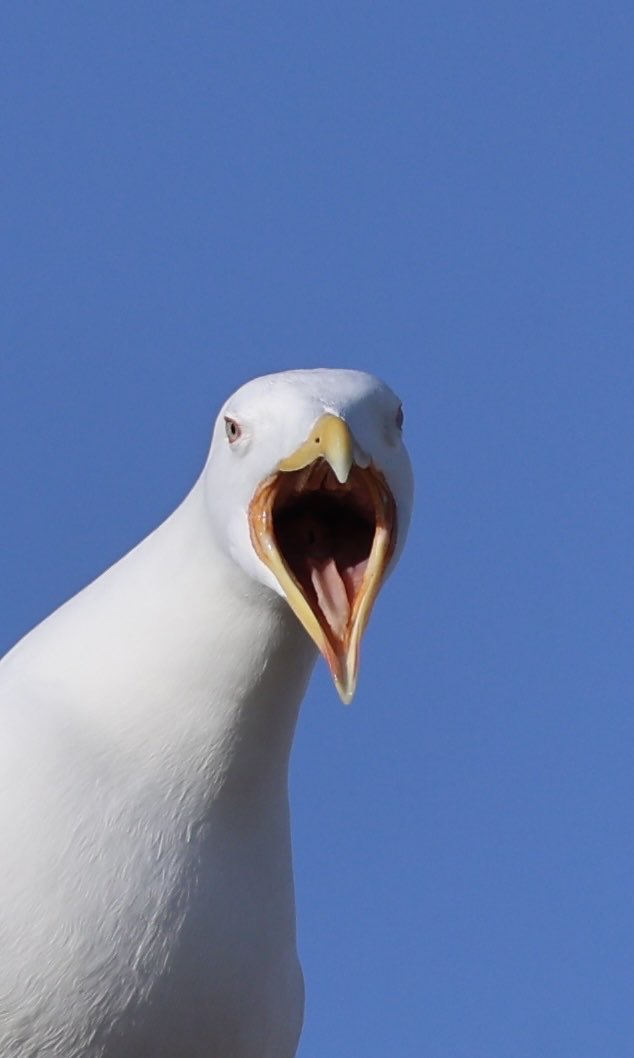 mark@birdingpinoso tweet media