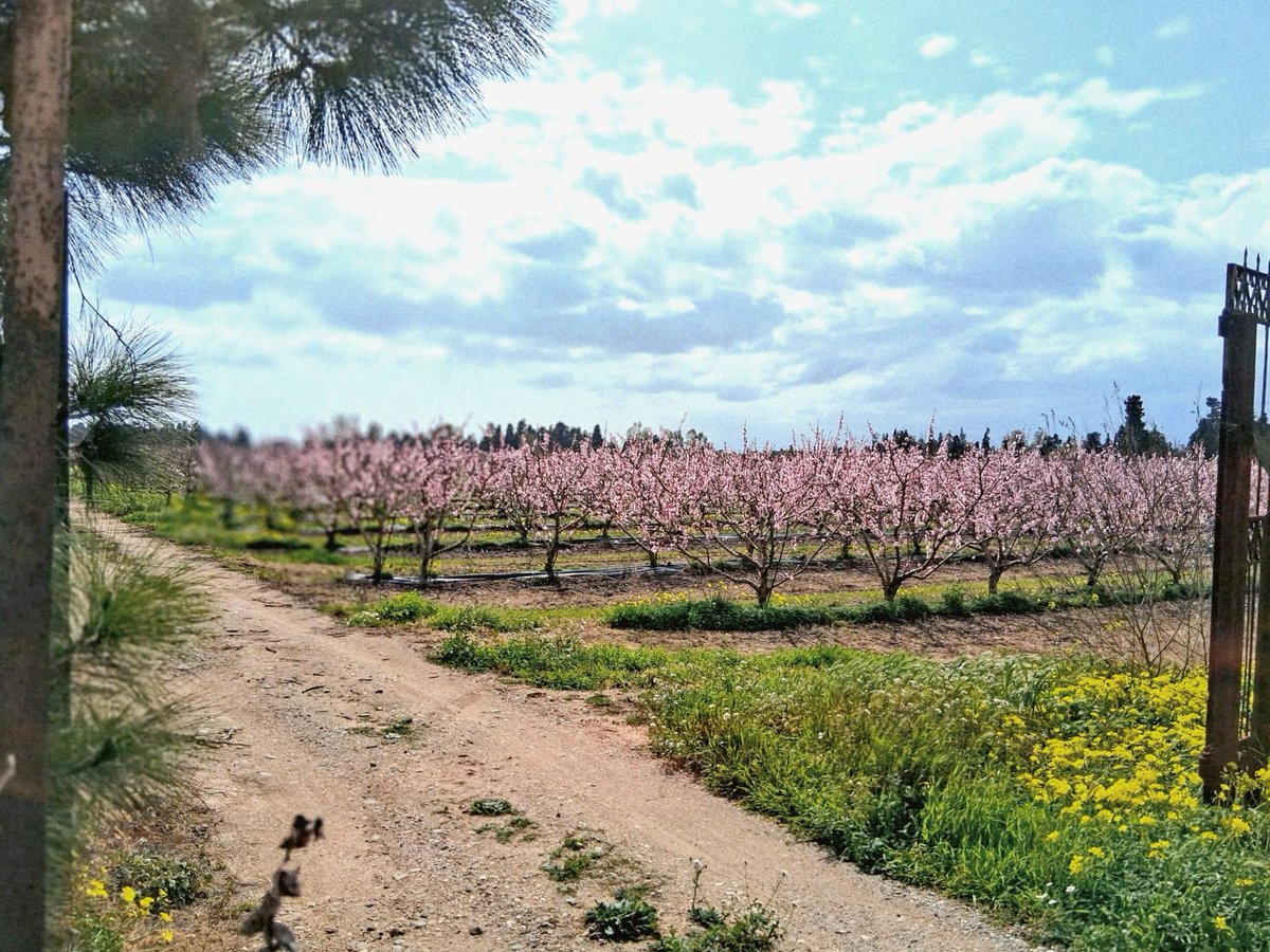 DaniaRess's tweet image. #Ilovespring
🌸🌸🌼🌹🎈🌿☘️🌷🌺🍀🍀