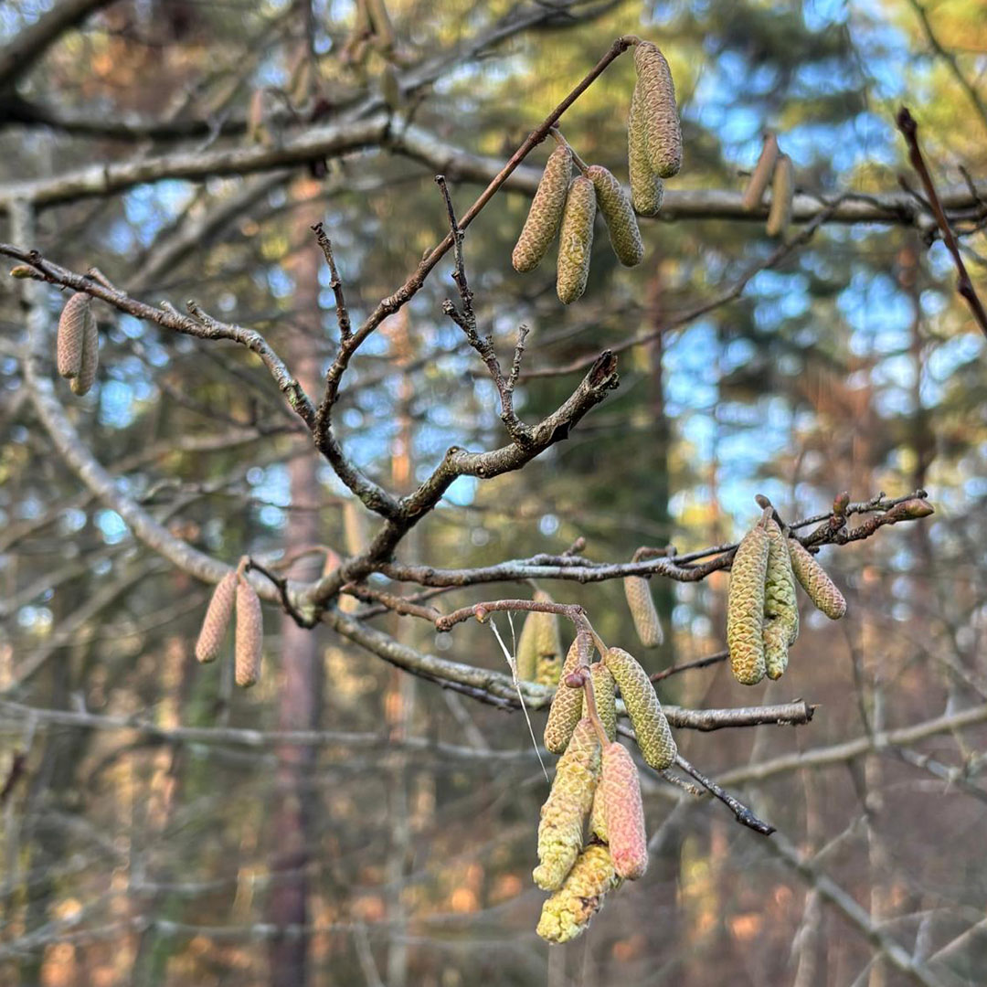 The New Forest - Forestry England tweet media