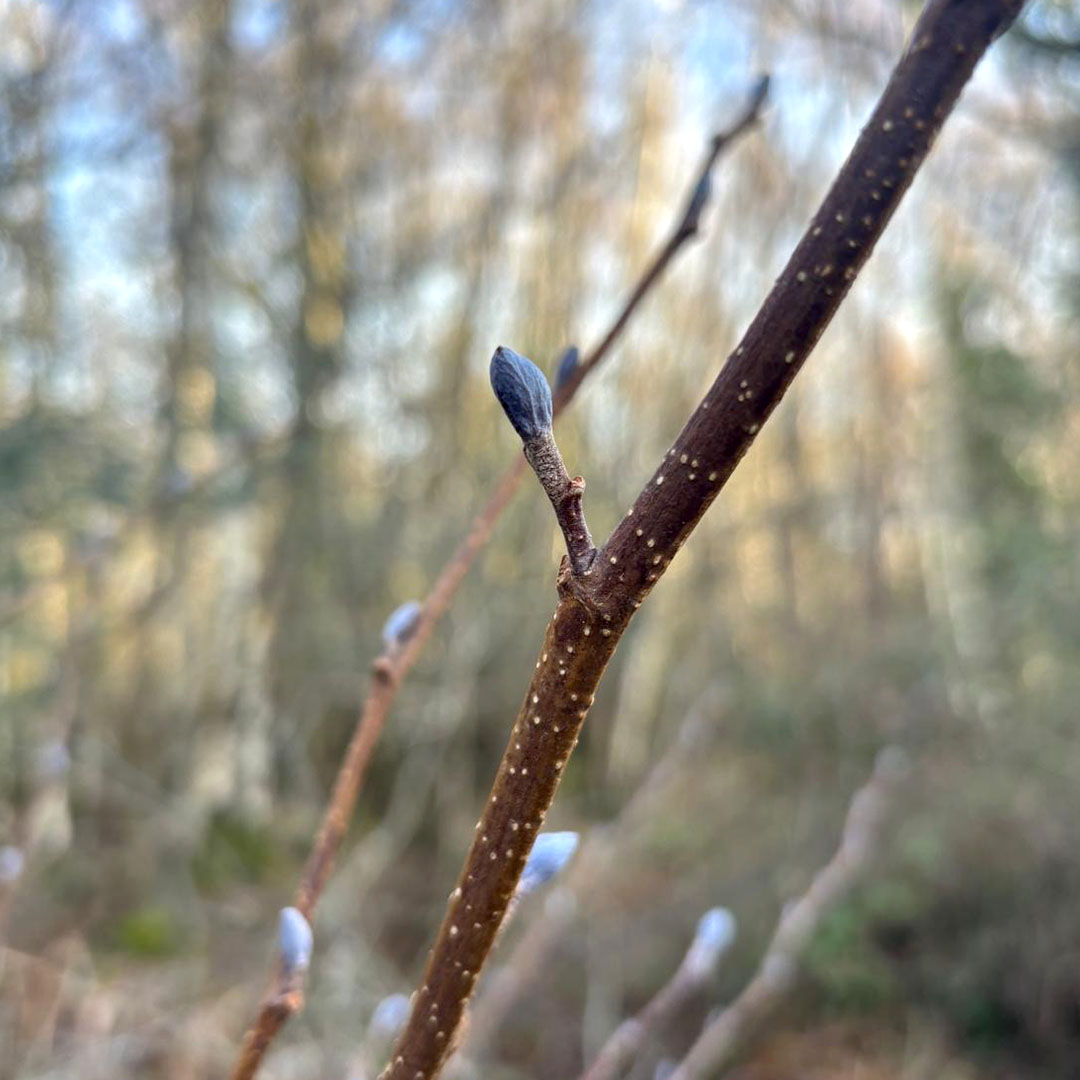 The New Forest - Forestry England tweet media