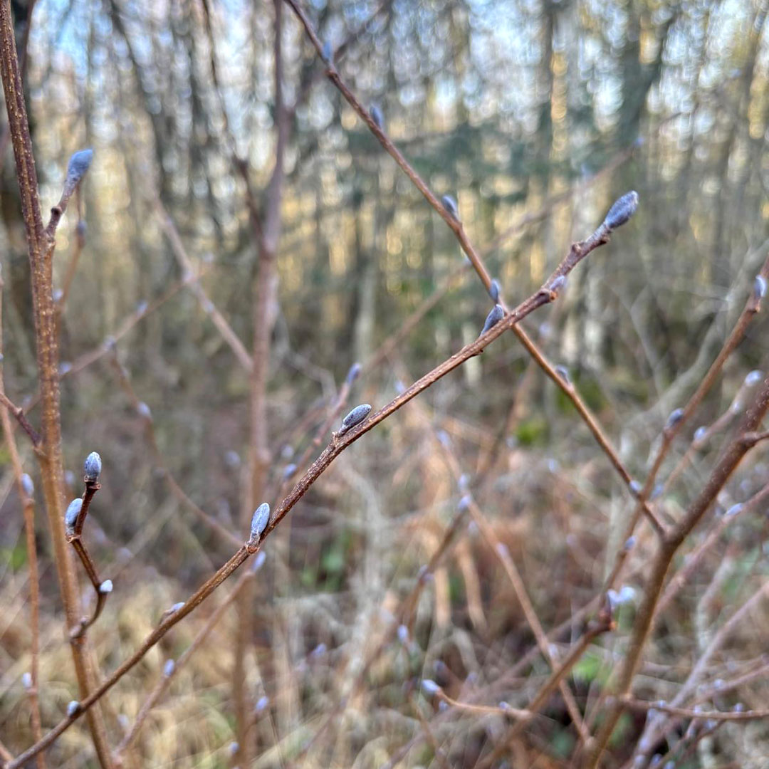 The New Forest - Forestry England tweet media