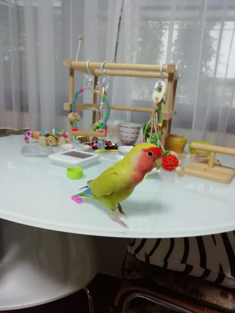 8ヶ月のメロン🍈ちゃん
雛じゃない祭り😆💖
アンヨがツルツル✨️
