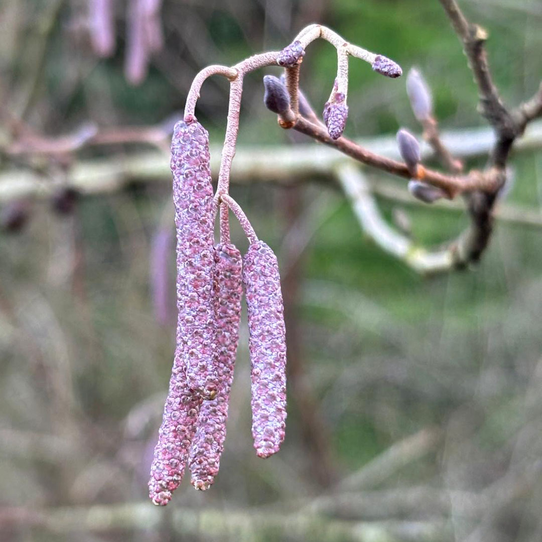 The New Forest - Forestry England tweet media