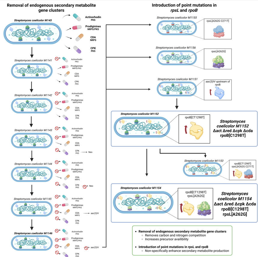 DrLucyButler's tweet photo. Happy first first-author paper to me! 🥳

We explore how synthetic biology is re-engineering NRP synthesis to expand antibiotic diversity and improve yields 🦠

Huge effort behind this - massive thanks to @safwanakram Ali Raza Awan @ProfTomEllis

https://t.co/s2I41fH2V1 https://t.co/HFLvySGN0w