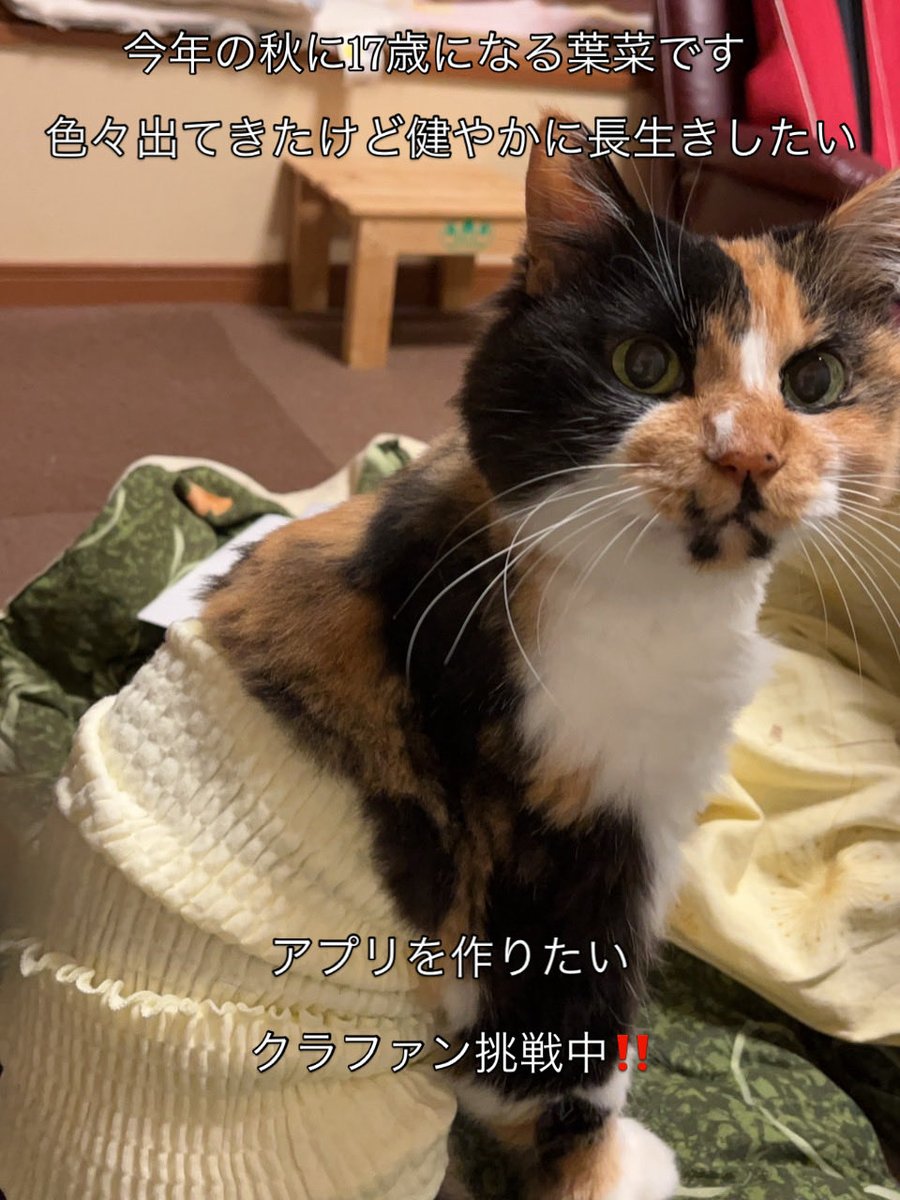 k3shory's tweet photo. 高齢になって��べてくれないと困る。色々工夫しないといけない
いつどれくらい食べた？

そんなことをアプリで毎日記録管理できる
プロフィールからリンクにタッチしてください。ご支援お願い致します
#老猫 #老猫介護 #老犬 #クラファン挑戦中 #campfire https://t.co/nrJD1Nrhcl