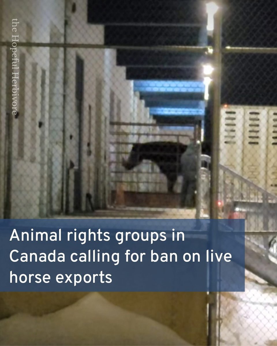 Animal rights groups are working to get live horse shipments banned in Canada. Manitoba is one of two provinces that still permits these shipments. 

One of these groups, Manitoba Animal Save, has shared video from February.. stating that horses were outside in the cold for