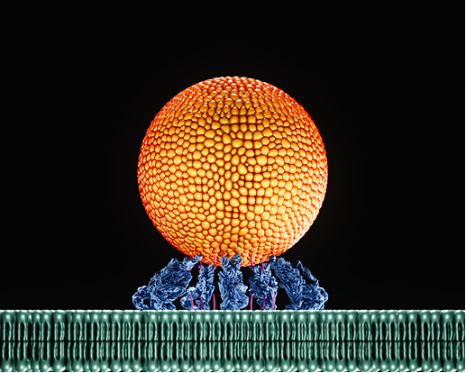 Soc Biofísica España tweet media