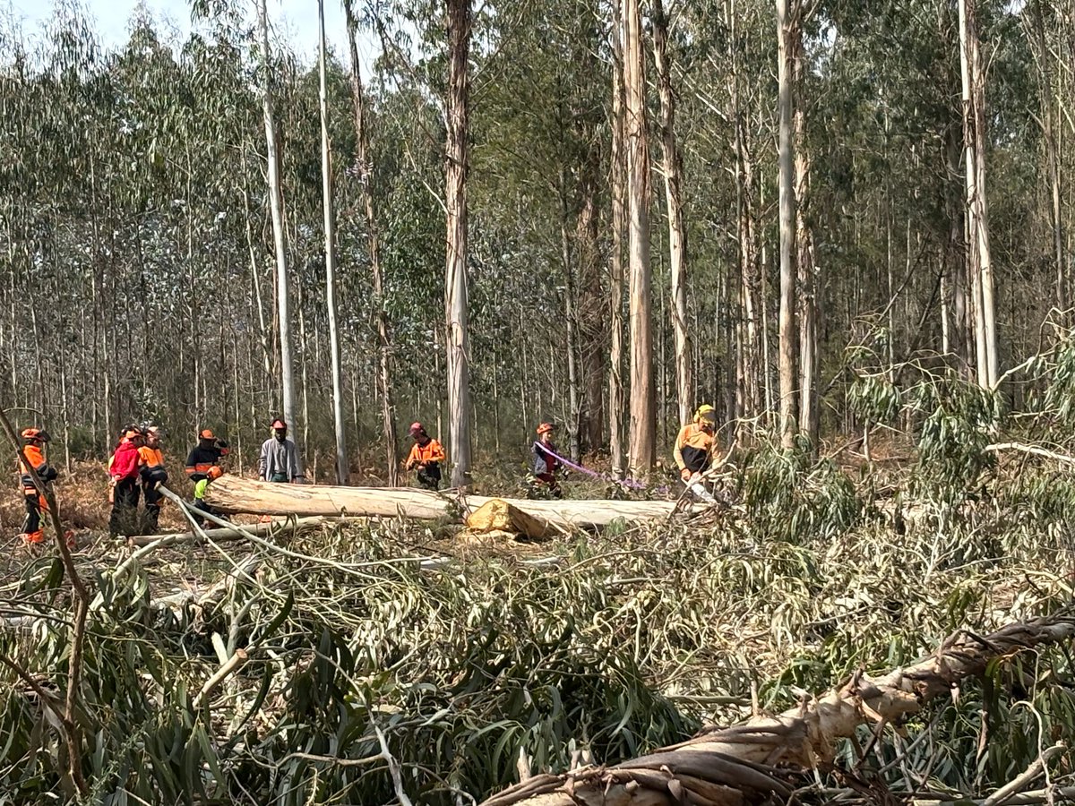 Fearmaga tweet media